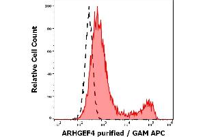 Separation of cells stained using anti-ARHGEF4 (ARHGEF-08) purified antibody (concentration in sample 4 μg/mL, GAM APC, red-filled) from cells unstained by primary antibody (GAM APC, black-dashed) in flow cytometry analysis (intracellular staining) of ARHGEF4 transfected HEK-293 cell suspension.