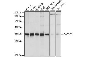 Western blot analysis of extracts of various cell lines, using EXOSC3 antibody. (EXOSC3 抗体  (AA 1-275))
