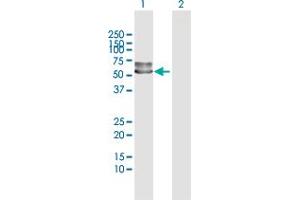 Western Blot analysis of SERPINF2 expression in transfected 293T cell line by SERPINF2 MaxPab polyclonal antibody. (alpha 2 Antiplasmin 抗体  (AA 1-491))