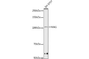 Western blot analysis of extracts of SH-SY5Y cells, using MAG antibody (ABIN7268718) at 1:1000 dilution. (MAG 抗体)