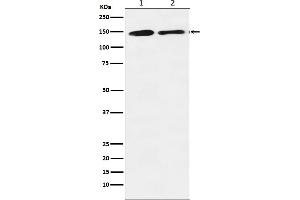 Western blot analysis of mSin3A expression in (1) K562 cell lysate, (2) RAW 264.