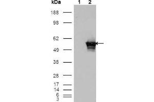 Western Blot showing GABPA antibody used against HEK293T cells transfected with the pCMV6-ENTRY control (1) and pCMV6-ENTRY GABPA cDNA (2). (GABPA 抗体  (AA 120-190))