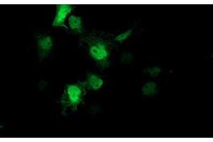 Anti-AIPL1 mouse monoclonal antibody (ABIN2455131) immunofluorescent staining of COS7 cells transiently transfected by pCMV6-ENTRY AIPL1 (RC204079). (AIPL1 抗体)