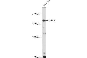 Western blot analysis of extracts of Rat brain, using LNPEP antibody (ABIN6129286, ABIN6143284, ABIN6143285 and ABIN6215523) at 1:500 dilution. (LNPEP 抗体  (AA 1-110))