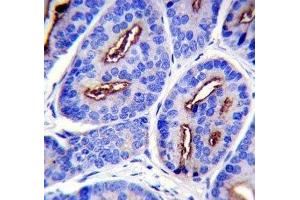 Immunohistochemistry (IHC) image for anti-Folate Hydrolase (Prostate-Specific Membrane Antigen) 1 (FOLH1) (AA 161-190) antibody (ABIN3030978)