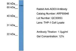 WB Suggested Anti-ADD3  Antibody Titration: 0.