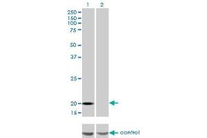 Western Blotting (WB) image for anti-Ferritin, Light Polypeptide (FTL) (AA 1-175) antibody (ABIN947883)