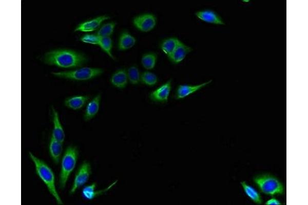 Leucine Rich Transmembrane and 0-Methyltransferase Domain Containing (LRTOMT) (AA 31-264) 抗体