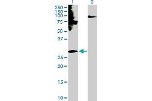Western Blot analysis of EDN3 expression in transfected 293T cell line by EDN3 MaxPab polyclonal antibody. (Endothelin 3 抗体  (AA 1-238))