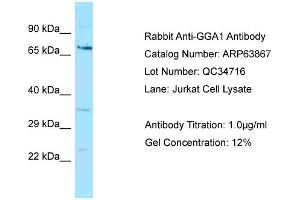 Western Blotting (WB) image for anti-Golgi-Associated, gamma Adaptin Ear Containing, ARF Binding Protein 1 (GGA1) (N-Term) antibody (ABIN2789649) (GGA1 抗体  (N-Term))