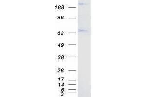 Western Blotting (WB) image for Protein tyrosine Phosphatase, Receptor Type, S (PTPRS) (Transcript Variant 2) protein (Myc-DYKDDDDK Tag) (ABIN2730154)