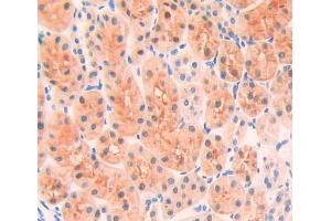 Immunohistochemistry (IHC) image for anti-Glucokinase (Hexokinase 4) (GCK) (AA 194-410) antibody (ABIN1078066)