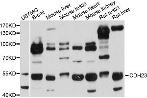 Western blot analysis of extracts of various cell lines, using CDH23 antibody (ABIN5972832) at 1/1000 dilution. (CDH23 抗体)