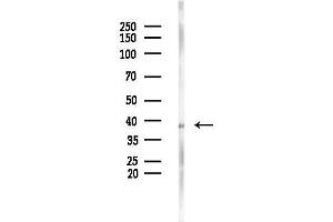 anti-Glycophorin A (GYPA) (Internal Region) antibody