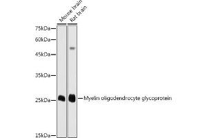 Western blot analysis of extracts of various cell lines, using Myelin oligodendrocyte glycoprotein antibody (ABIN6128312, ABIN6143943, ABIN6143944 and ABIN6220990) at 1:1000 dilution. (MOG 抗体  (AA 30-154))