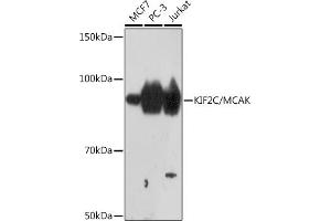 Western blot analysis of extracts of various cell lines, using KIF2C/KIF2C/MCAK Rabbit mAb (ABIN7268131) at 1:1000 dilution. (KIF2C 抗体)