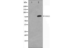 Western blot analysis on HeLa cell lysate using OCT1 Antibody. (POU2F1 抗体  (N-Term))