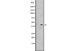 Western blot analysis of GNRHR2 expression in Hela cell lysate,The lane on the left is treated with the antigen-specific peptide. (GNRHR2 抗体)