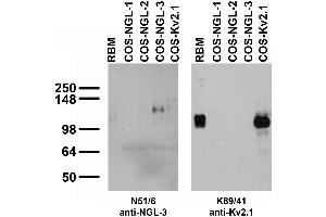 Adult rat brain membrane (RBM) and transfected cell immunoblot: extracts of RBM and COS cells transiently transfected with Myc-tagged NGL-1, NGL-2 NGL-3 or untagged Kv2.