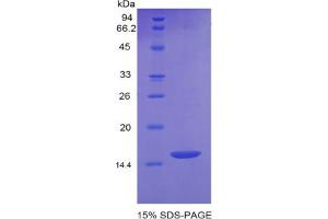 SDS-PAGE analysis of Mouse GDF6 Protein. (GDF6 蛋白)