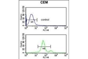 ACCN2 Antibody (C-term) (ABIN653218 and ABIN2842754) flow cytometric analysis of CEM cells (bottom histogram) compared to a negative control cell (top histogram). (ASIC1 抗体  (C-Term))