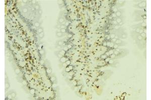 ABIN6274172 at 1/100 staining Mouse colon tissue by IHC-P. (IRF2 抗体  (Internal Region))
