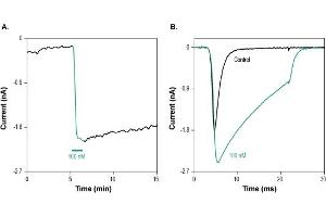 BDS-II inhibits NaV1.