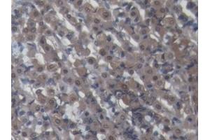 DAB staining on IHC-P; Samples: Porcine Stomach Tissue (Galectin 2 抗体  (AA 1-123))