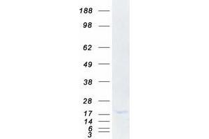 Validation with Western Blot