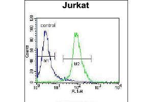 Flow cytometric analysis of Jurkat cells (right histogram) compared to a negative control cell (left histogram). (ELMO2 抗体  (AA 323-350))