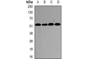 Western blot analysis of PSMC2 expression in HepG2 (A), SW620 (B), mouse testis (C), mouse brain (D) whole cell lysates. (PSMC2 抗体)