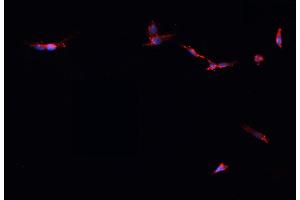 ABIN6278478 staining HepG2? (IDH2 抗体)