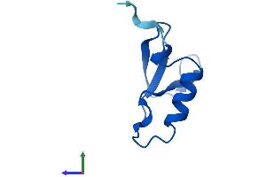 Protein Structure (PS) image for NOP10 Ribonucleoprotein Homolog (Nop10) (AA 1-64) protein (Fc Tag) (ABIN7560570)