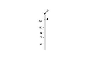 Anti-ARID1A Antibody (C-Term) at 1:2000 dilution + Jurkat whole cell lysate Lysates/proteins at 20 μg per lane. (ARID1A 抗体  (AA 1930-1964))