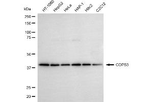anti-COP9 Signalosome Complex Subunit 3 (COPS3) antibody