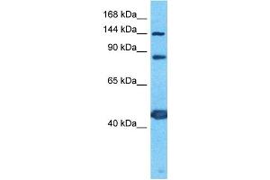 Host:  Rabbit  Target Name:  PCDH7  Sample Type:  PANC1 Whole Cell lysates  Antibody Dilution:  1. (PCDH7 抗体  (C-Term))