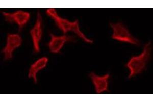 ABIN6268918 staining NIH-3T3 by IF/ICC. (PAWR 抗体  (C-Term))