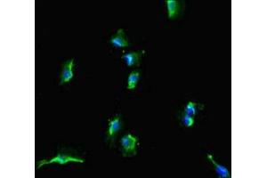 Immunofluorescent analysis of U251 cells using ABIN7169972 at dilution of 1:100 and Alexa Fluor 488-congugated AffiniPure Goat Anti-Rabbit IgG(H+L) (SLC38A9 抗体  (AA 1-119))
