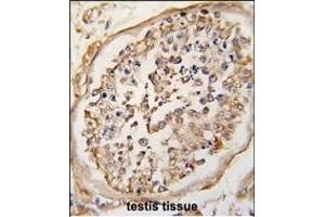 Formalin-fixed and paraffin-embedded human testis tissue reacted with NARP(Nptx2) Antibody (Center) (ABIN6242482 and ABIN6578918) , which was peroxidase-conjugated to the secondary antibody, followed by DAB staining. (NPTX2 抗体  (AA 160-189))