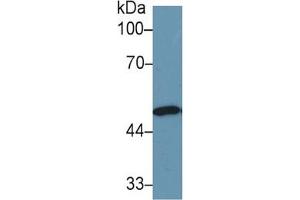 Western Blotting (WB) image for Enolase 1 (ENO1) ELISA Kit (ABIN6574277)