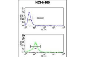 Flow cytometric analysis of NCI-H460 cells (bottom histogram) compared to a negative control cell (top histogram). (GAPDHS 抗体  (AA 104-134))