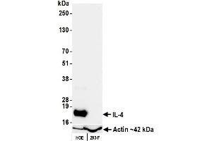 Western Blotting (WB) image for anti-Interleukin 4 (IL4) (AA 25-153) antibody (ABIN7795703) (Recombinant IL-4 抗体  (AA 25-153))