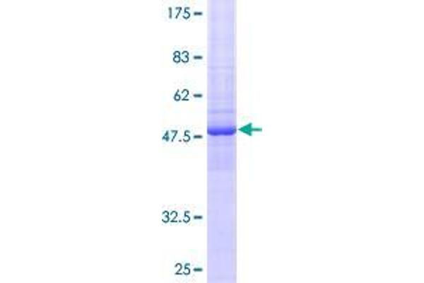 FAM3D Protein (AA 26-224) (GST tag)