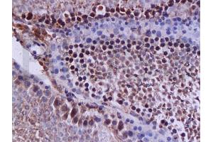 Formalin-fixed and paraffin embedded rat testis tissue (high fat) labeled with Anti-NPY/Neuropeptide Y Polyclonal Antibody, Unconjugated (ABIN737736) at 1:200 followed by conjugation to the secondary antibody and DAB staining (Caspase 12 抗体  (AA 201-300))