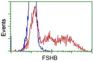 HEK293T cells transfected with either RC214616 overexpress plasmid (Red) or empty vector control plasmid (Blue) were immunostained by anti-FSHB antibody (ABIN2453051), and then analyzed by flow cytometry. (FSHB 抗体)