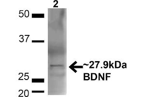 Western blot analysis of Mouse Brain showing detection of ~27. (BDNF 抗体  (N-Term) (Atto 594))