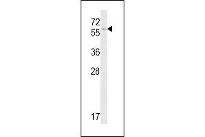 Western blot analysis of FKBP9 antibody (C-term) (ABIN391581 and ABIN2841515) in mouse NIH-3T3 tissue lysates (35 μg/lane). (FKBP9 抗体  (C-Term))