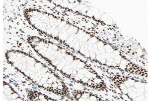 ABIN6266603 at 1/100 staining human colon tissue sections by IHC-P. (POU2F1 抗体  (N-Term))