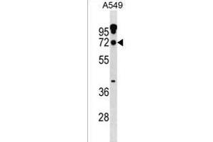 ZN Antibody (N-term) (ABIN1539012 and ABIN2838303) western blot analysis in A549 cell line lysates (35 μg/lane). (ZNF805 抗体  (N-Term))