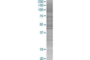 Western Blotting (WB) image for MS4A2 293T Cell Transient Overexpression Lysate(Denatured) (ABIN1331796)
